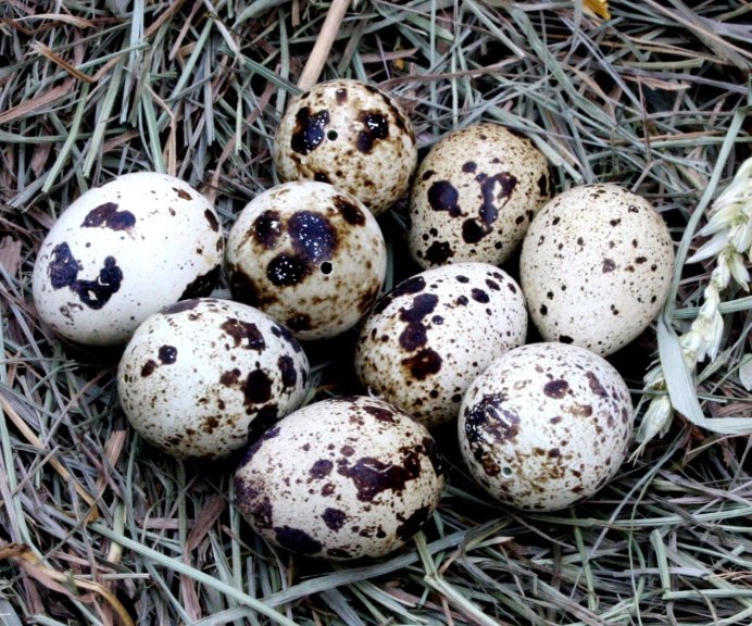 Ласточка обыкновенная гнездо яйца