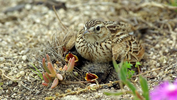 Полевой Жаворонок гнездо