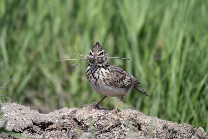 Степной Жаворонок гнездо
