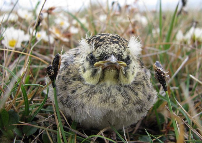 Гнездо с яйцами и птенцами