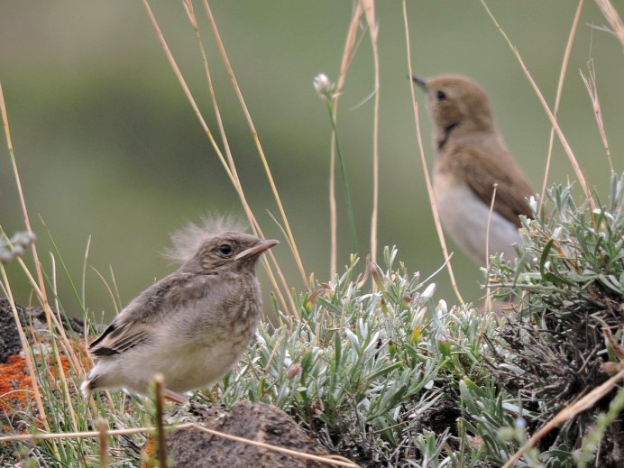 Гнездо перепелки