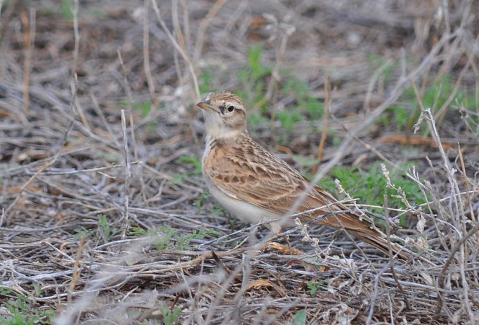 Полевой Жаворонок гнездование