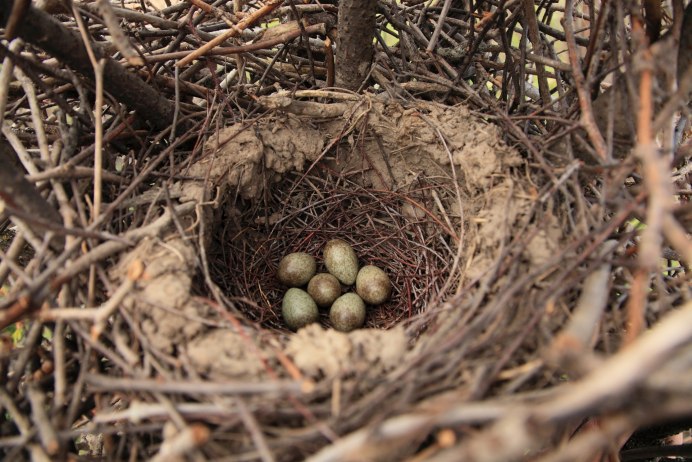 Гнездо гнездиться гнездовье гнездовой
