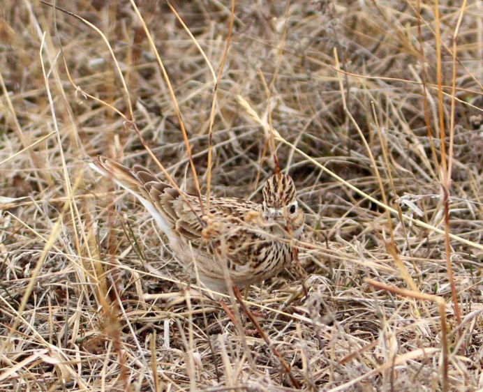 Жаворонок в Сибири