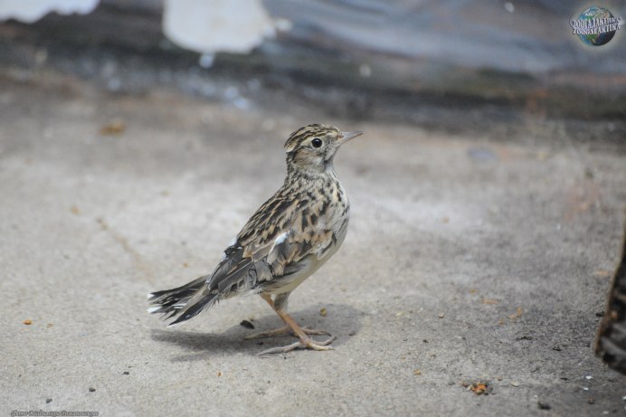 Коростель яйца