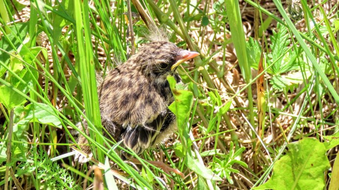 Малый Жаворонок фото