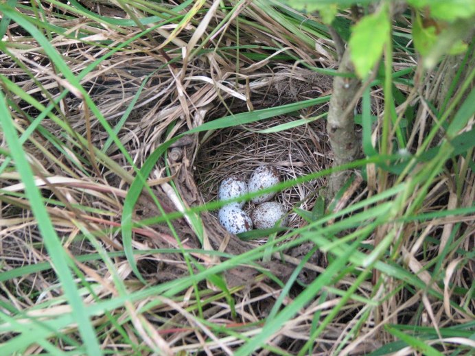 Степной Жаворонок