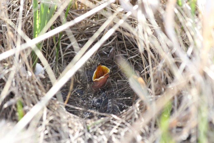 Гнездо хохлатого жаворонка
