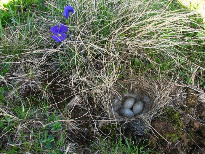 Полевой Степной хохлатый Жаворонок