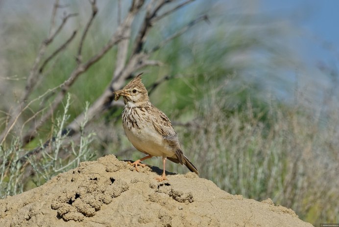 Хохлатый Жаворонок гнездование