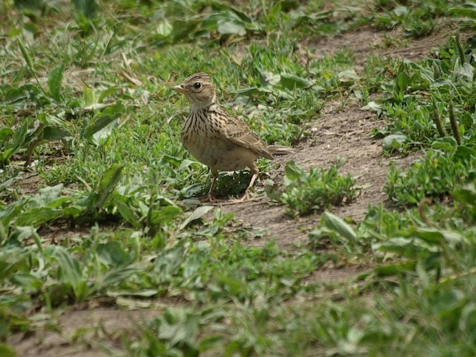 Яйца диких птиц
