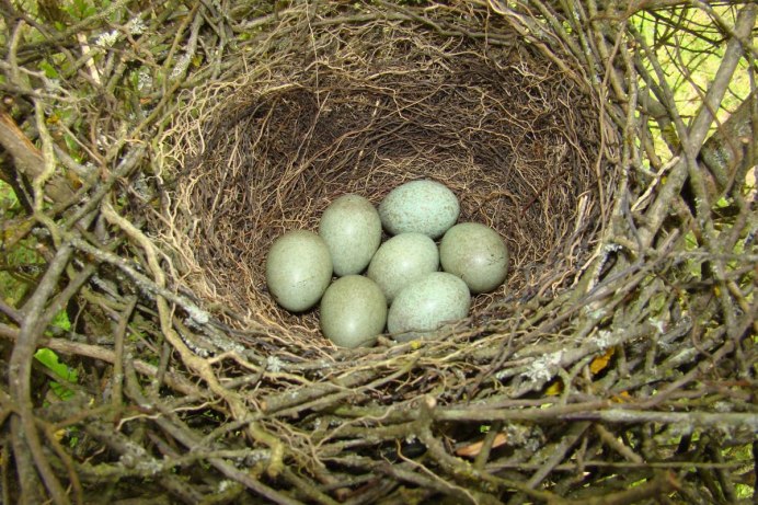 Гнездо жаворонка оригинал