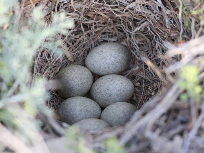 Яйца полевого жаворонка