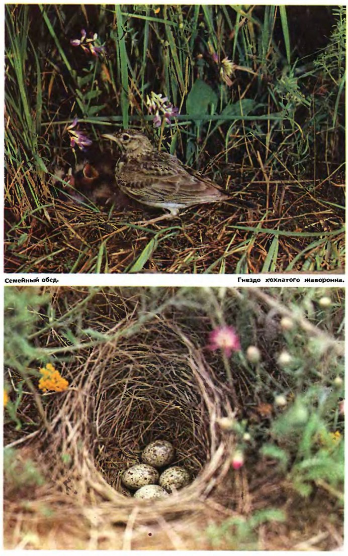 Полевой Жаворонок птенец