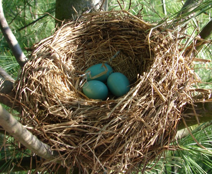 Хохлатый Жаворонок Ростовская область