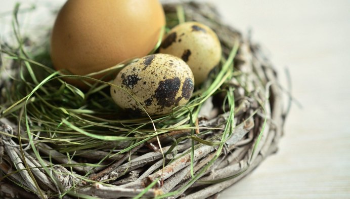 Яйца диких птиц