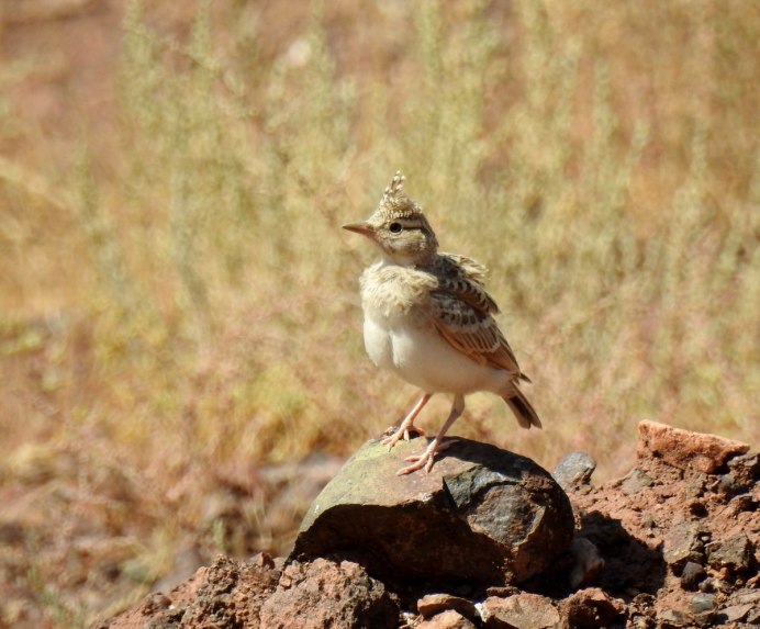 Полевой Жаворонок птенец