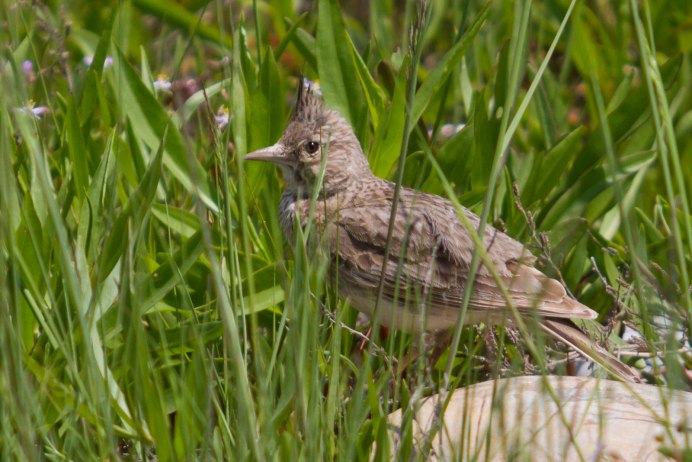 Гнездо маленьких птиц