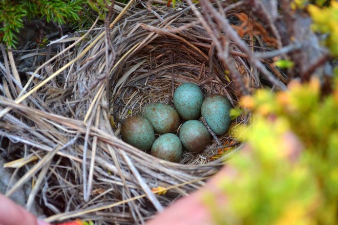 Сойка птица гнездо