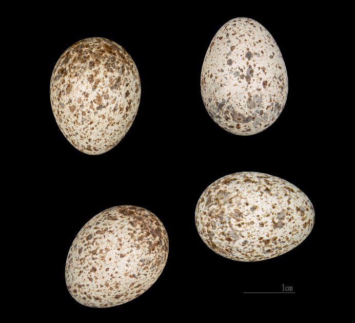 Полевой Жаворонок гнездо