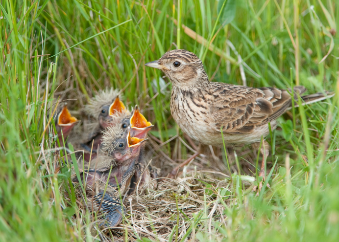 Как бегают Жаворонки