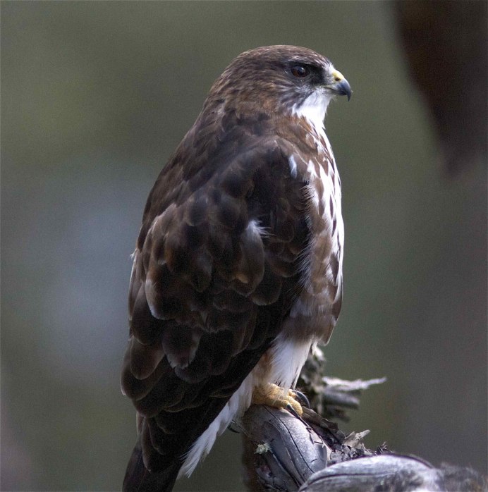 Обыкновенный канюк Buteo Buteo