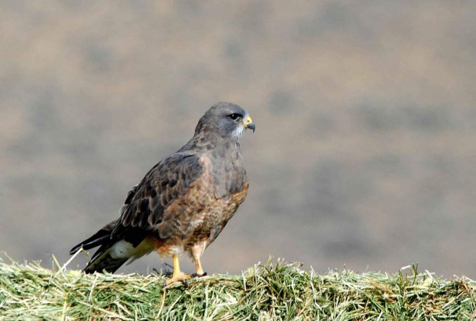 Балобан Falco cherrug