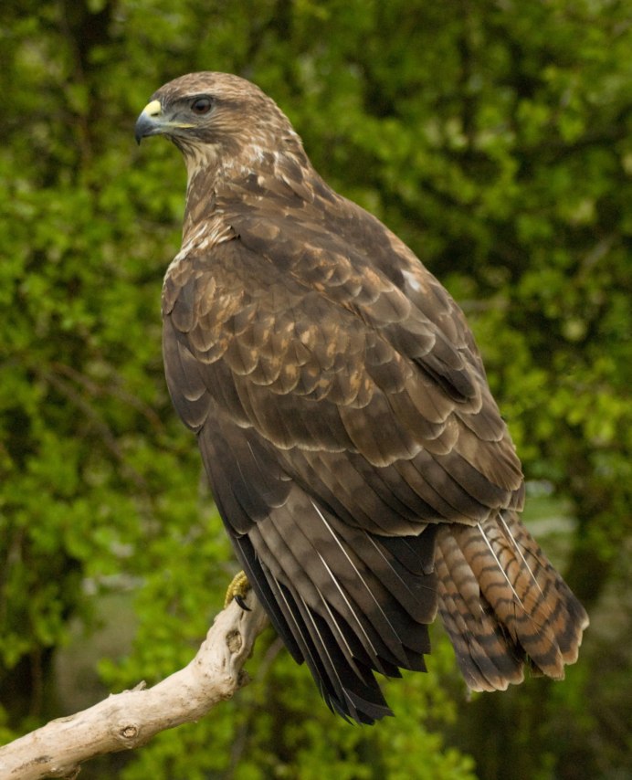 Тетеревятник (Accipiter gentilis)