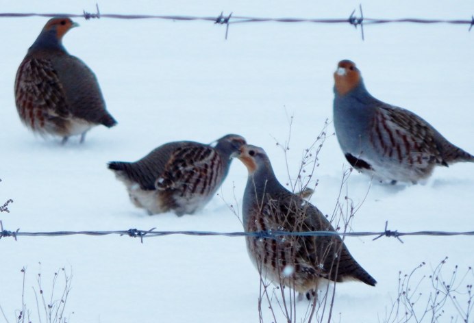 Шотландская куропатка