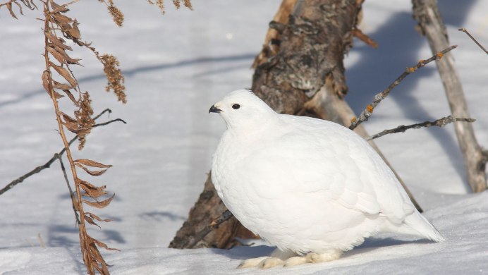 Куропатка птица самка