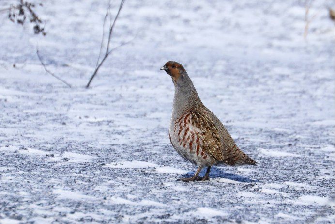 Торлаа куропатка