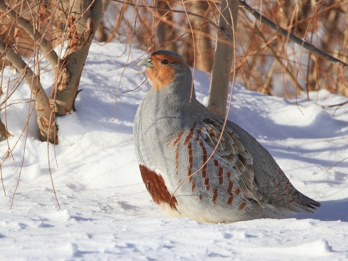 Куропатка самец