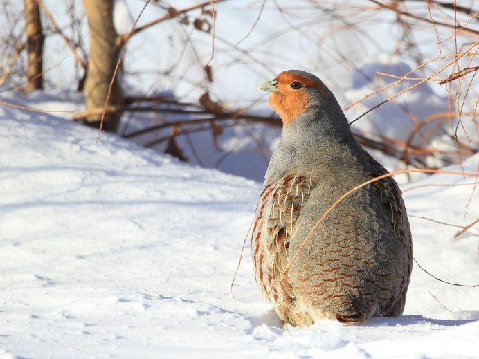 Куропатки рябчики тетерева