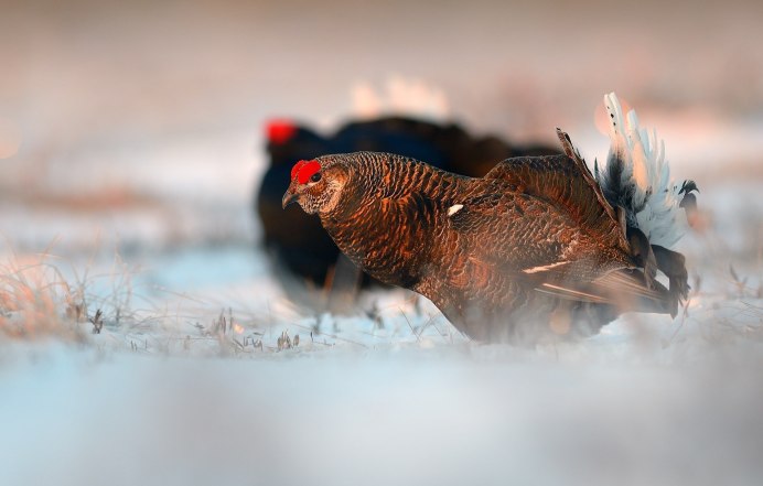 Серая куропатка Курганской области