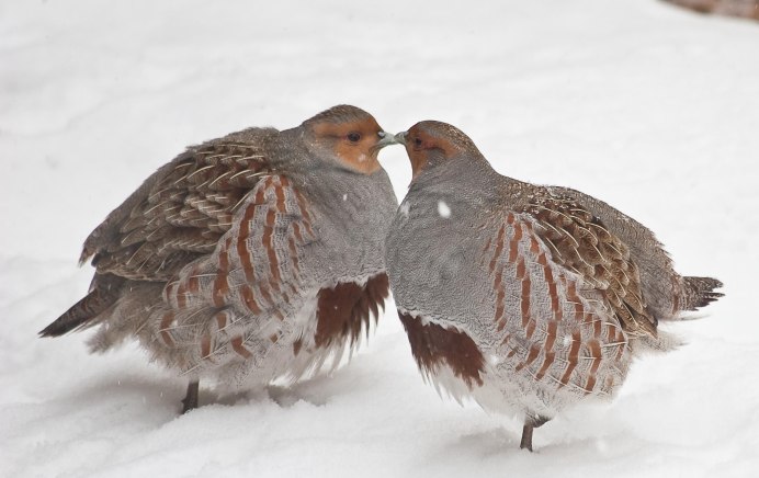 Серая куропатка (Perdix Perdix)