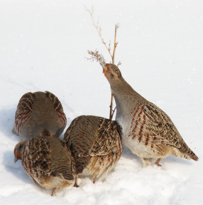 Серая куропатка (Perdix Perdix)