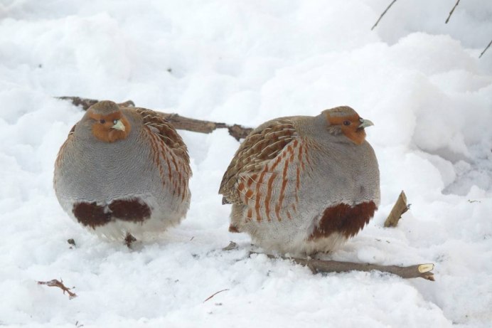 Серая куропатка зимой
