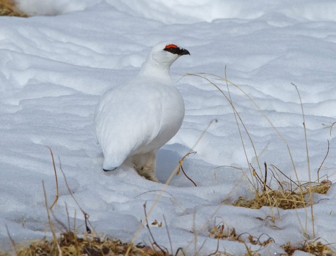 Рябчик и куропатка