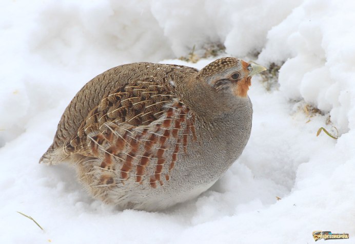 Куропатка серая Челябинская область