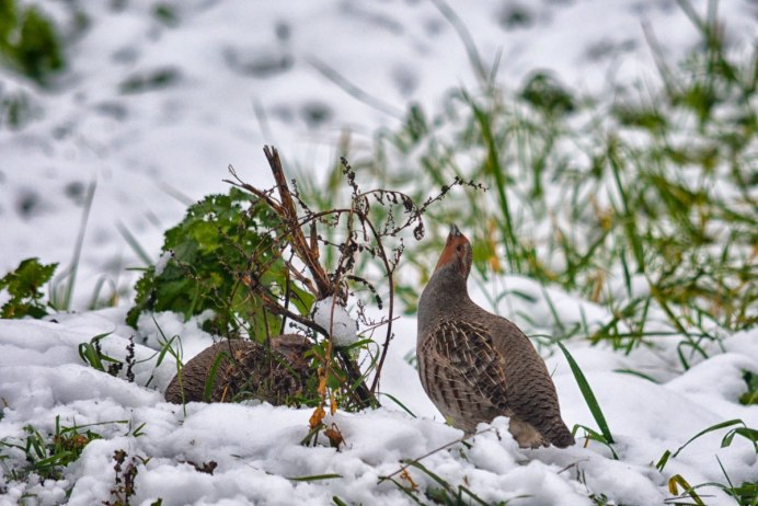 Куропатка серая – Perdix Perdix Linnaeus, 1758