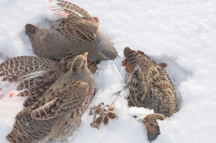 Птица серая куропатка