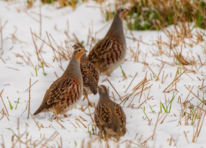Зимние птицы России куропатки