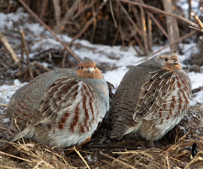 Болотная куропатка