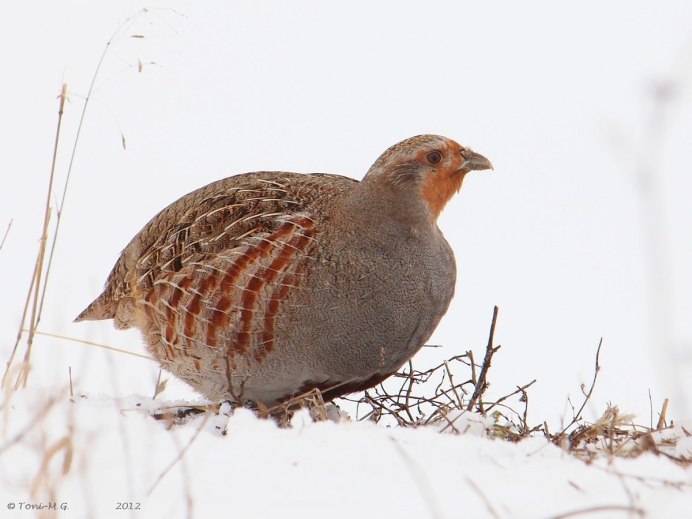 Полярная куропатка в тундре