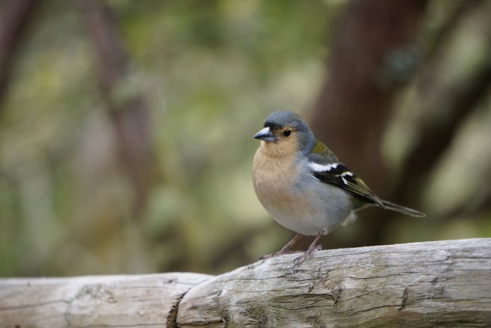 Горлицы в Греции