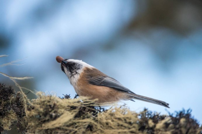 Белогрудый скворец