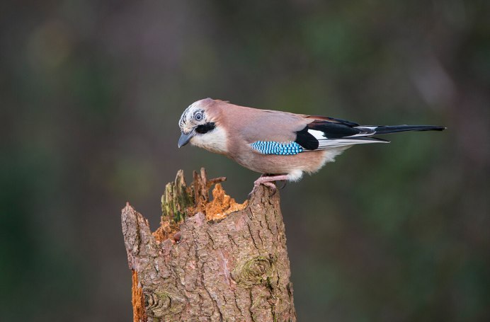 Амадины стая