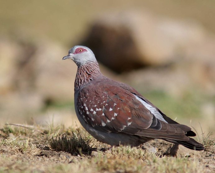 Орлан белохвост перья