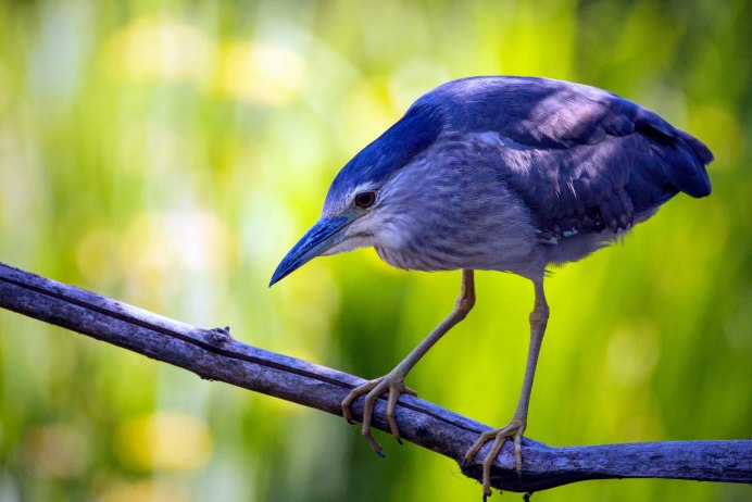 Хищные перелетные птицы России