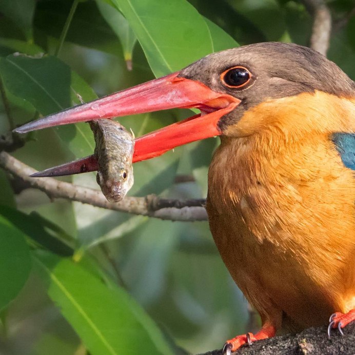 Зяблик с хохолком